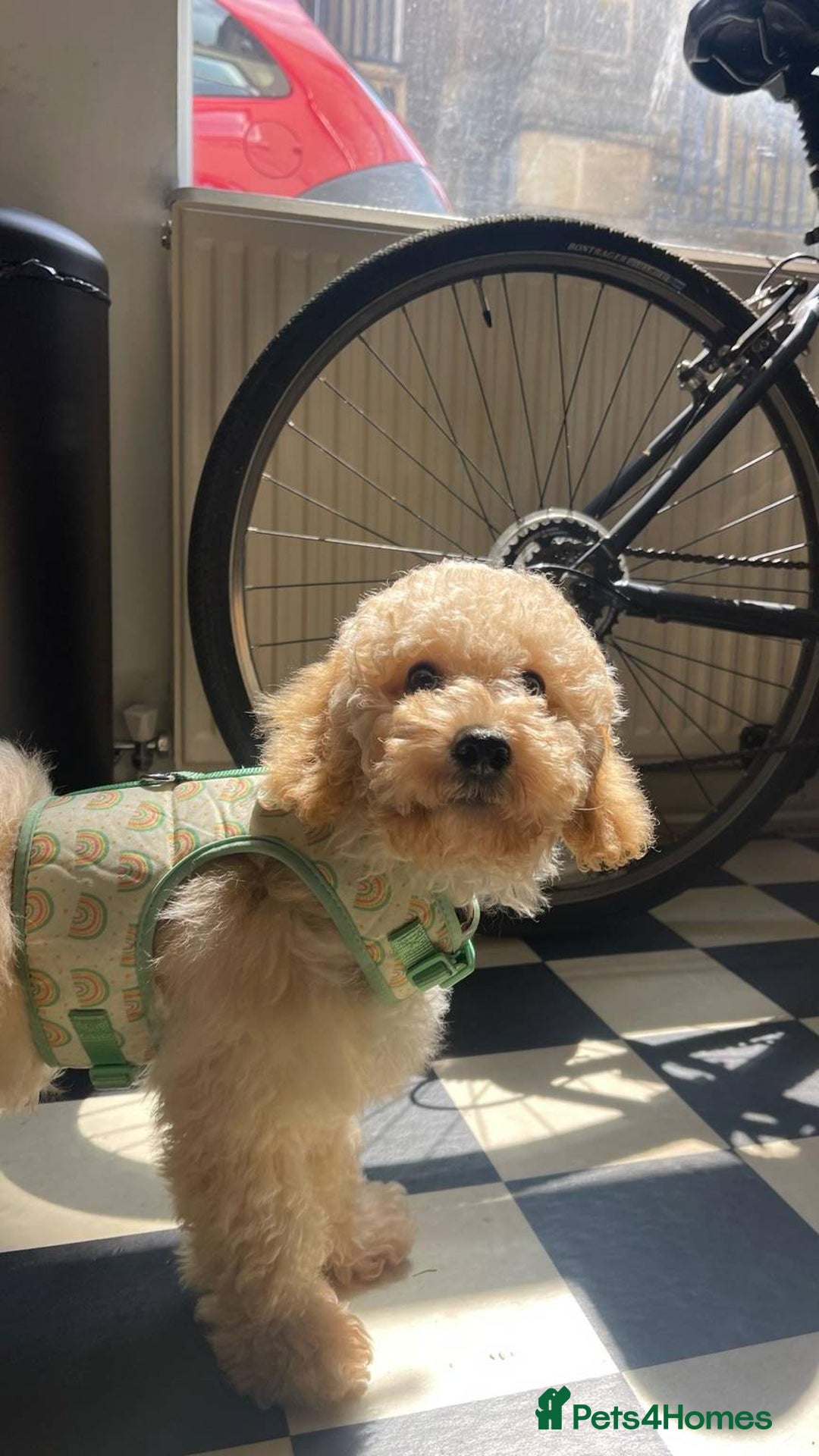 Cockapoo dogs for sale: Male Cockapoo Puppy - Ready to leave - Image 2