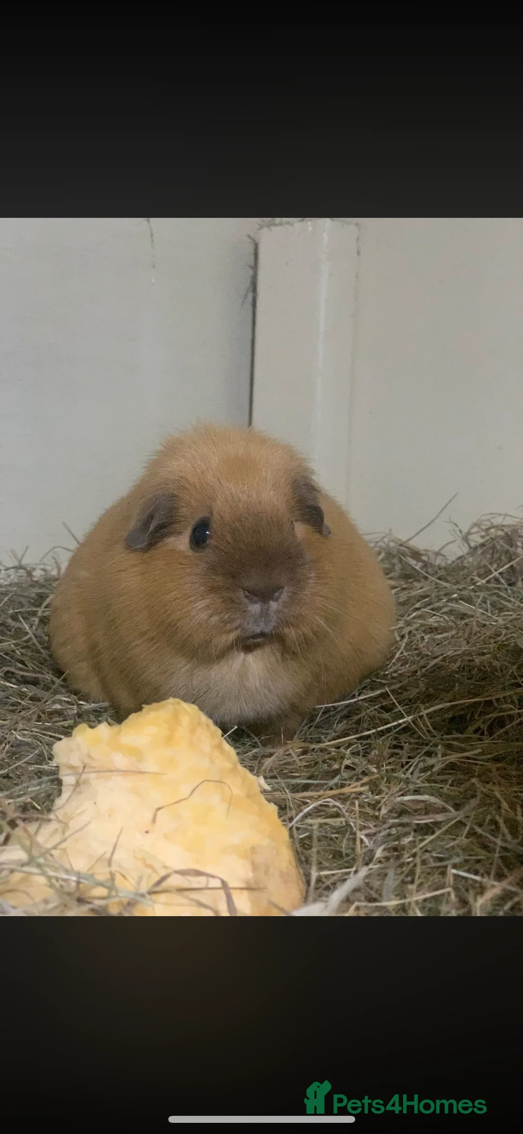 Guinea Pig rodents for sale: Bugsey is the last one left!  - Advert 5