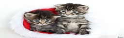 Mixed Breed cats for sale: Beautiful Kittens - Advert 3