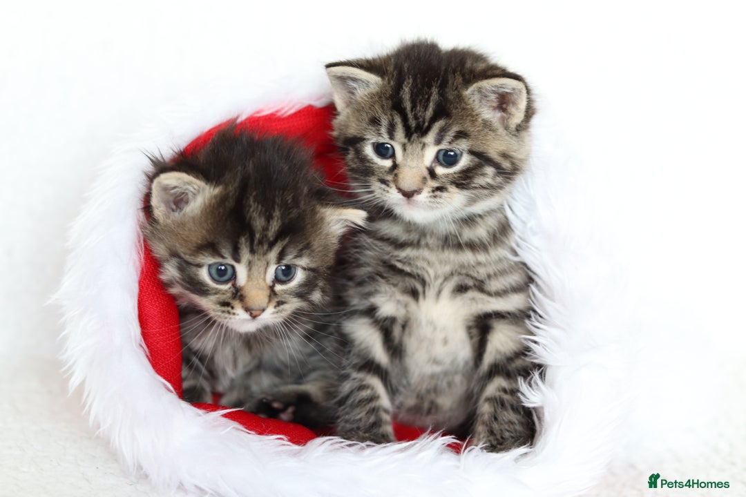 Mixed Breed cats for sale: Beautiful Kittens - Advert 3