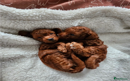 Toy Poodle dogs for sale: Beautiful Pure bred Tiny Toy Poodle puppies - Advert 7