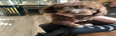 Cockapoo 2
