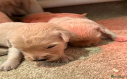 Golden Retriever dogs for sale: 5 outstanding KC golden retriever puppies  - Image 9