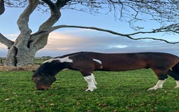 Other Breed horses for sale: Stunning Coloured Gelding - Advert 7