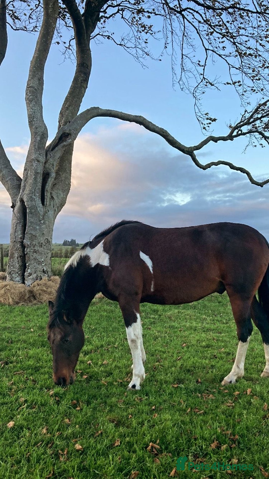 Other Breed horses for sale: Stunning Coloured Gelding - Advert 7