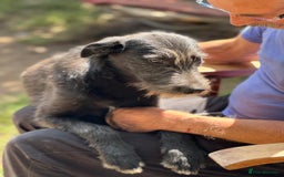 Mixed Breed dogs for adoption: LIA - a Beautiful young Girl, for a Loving Home - Image 22