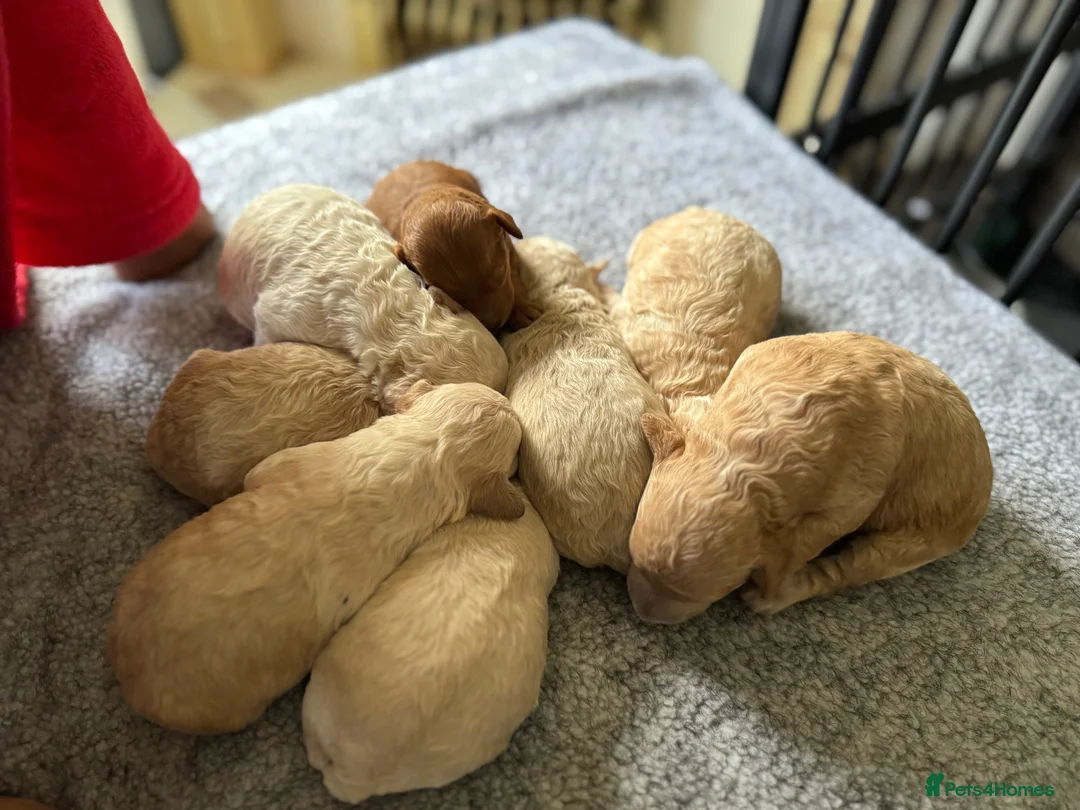 Miniature Poodle dogs for sale: Pedigree KC registered miniature poodle  - Advert 3