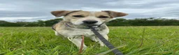 Mixed Breed dogs for adoption: Adorable Thanos needs his own forever home  in Atherstone - Advert 10