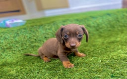 Miniature Dachshund dogs for sale: Miniature daschunds - Image 7