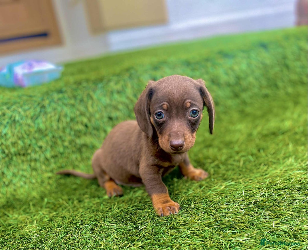 Miniature Dachshund dogs for sale: Miniature daschunds - Image 7