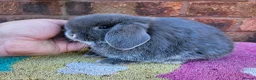 Mini Lop rabbits for sale: Baby mini lop rabbits  - Advert 2