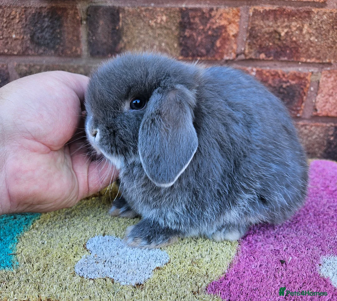 Mini Lop rabbits for sale: Baby mini lop rabbits  - Advert 2