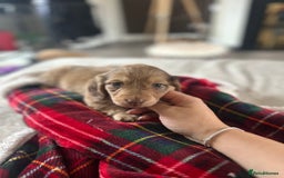 Miniature Dachshund dogs for sale: Top quality long haired miniature dachshunds  - Image 12