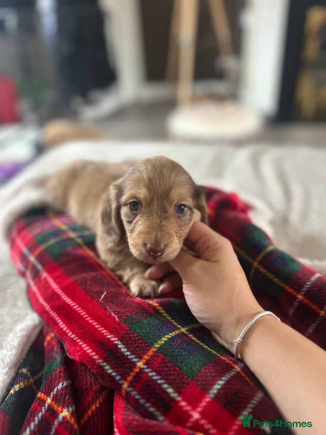 Miniature Dachshund dogs for sale: Top quality long haired miniature dachshunds  - Image 12