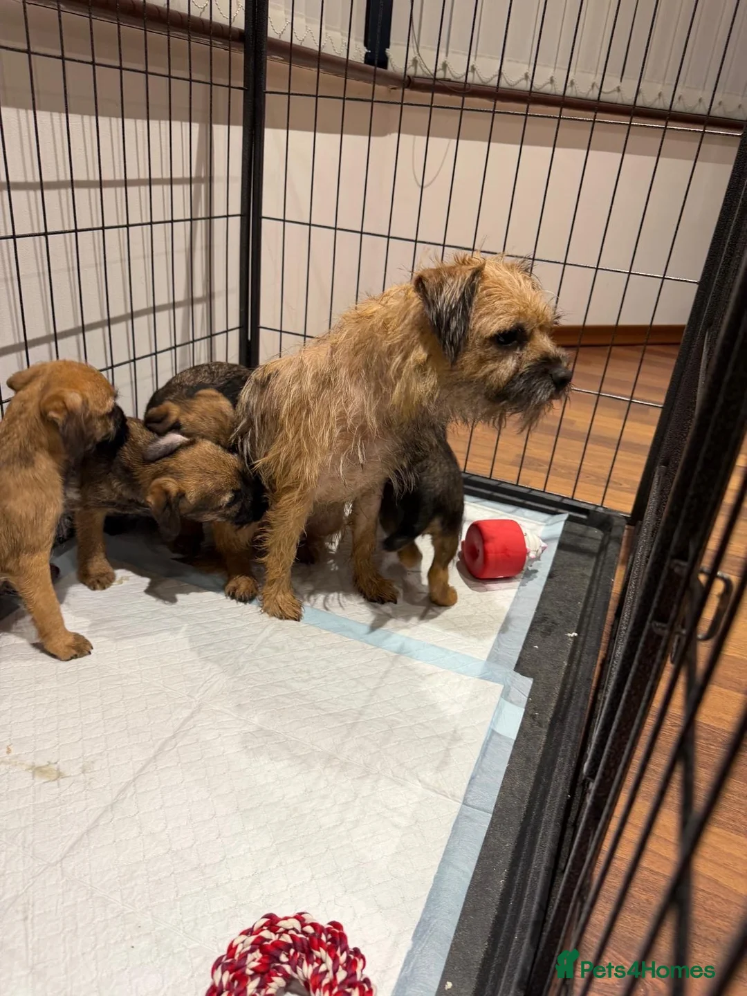Border Terrier dogs for sale: 4 lovely Border terrier Puppie’s - Advert 10