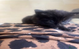 Norwegian Forest Cat cats for sale: kittens - Image 2