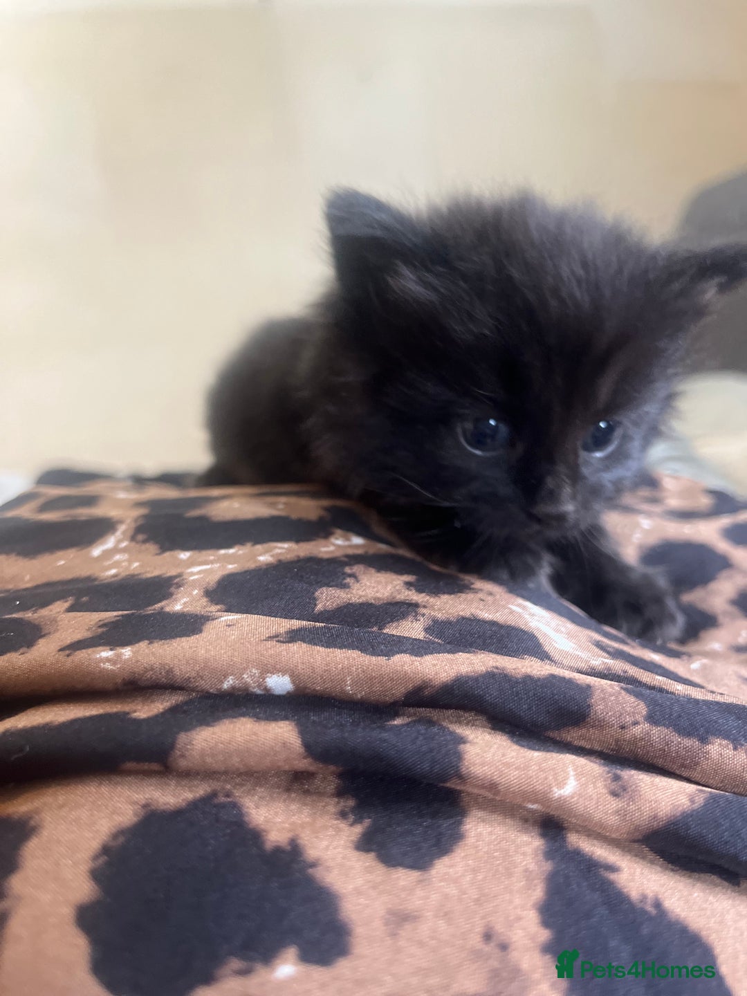 Norwegian Forest Cat cats for sale: kittens - Image 2