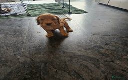 Cocker Spaniel dogs for sale: Beautiful cocker spaniel puppies - Image 8