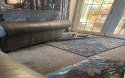Egyptian Mau cats for sale: Egyptian Mau kittens - Image 2