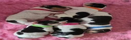 Jack Russell dogs for sale: Stunning Litter Traditional JRT Puppies 4M1F - Advert 26