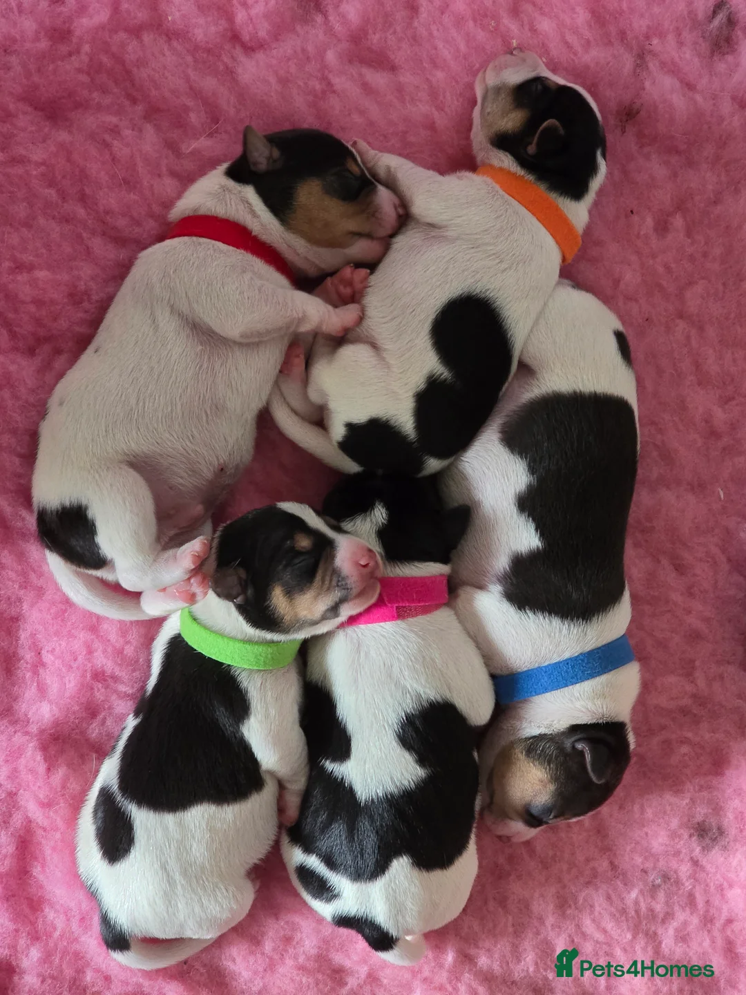 Jack Russell dogs for sale: Stunning Litter Traditional JRT Puppies 4M1F - Advert 26