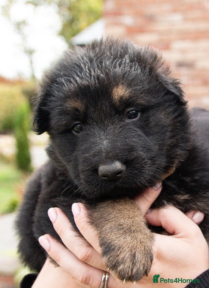 German Shepherd dogs KC German Shepherd puppies-Dad Rockforce Maverick - Advert 1