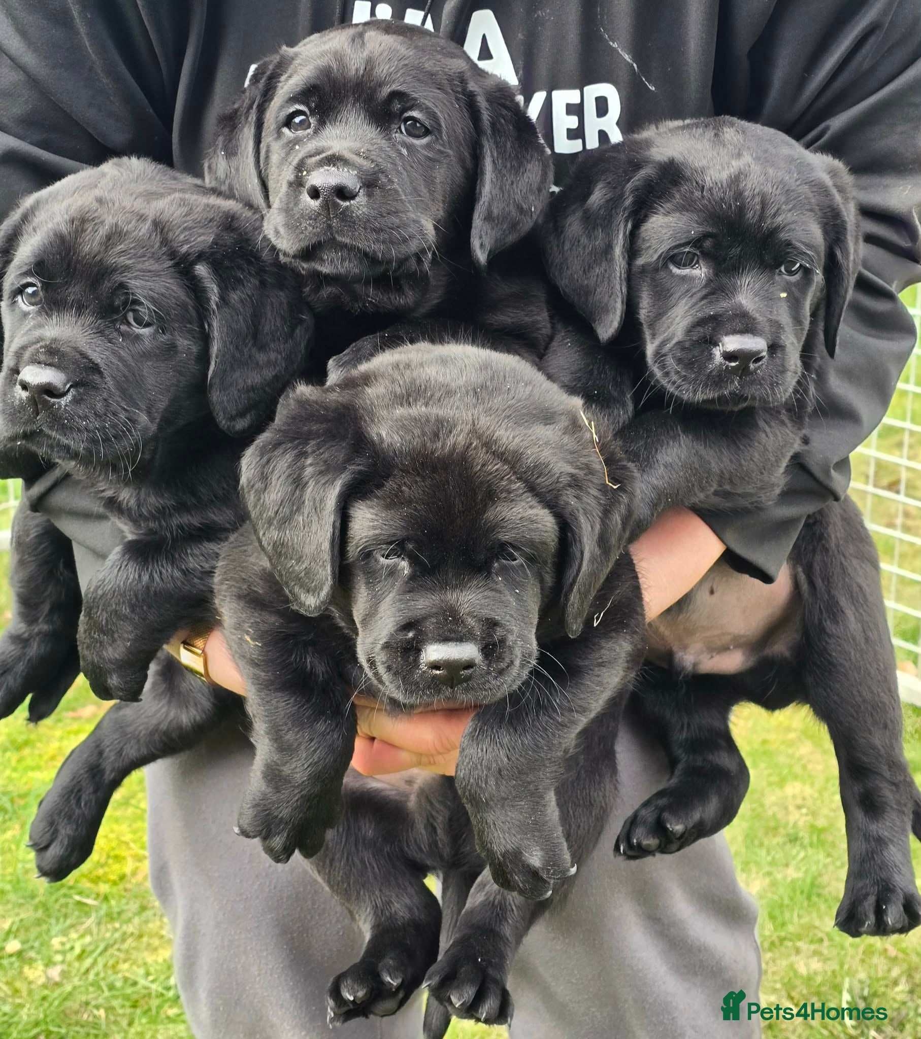 Labrador Retriever dogs KC Registered- Black Labrador Puppies x 4 - Advert 1