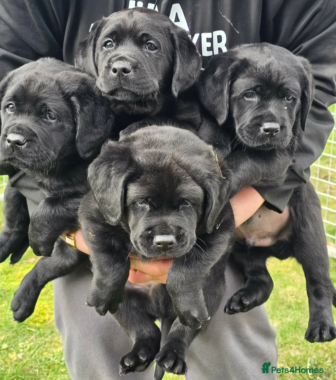 Labrador Retriever dogs for sale: KC Registered- Black Labrador Puppies x 4 - Advert 1