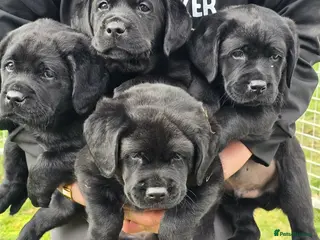 Labrador Retriever dogs KC Registered- Black Labrador Puppies x 4 - Advert 1
