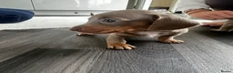 Miniature Dachshund dogs for sale: Kc Mini dachshund puppy’s  READY To LEAVE🐶🐶🐶 - Advert 19