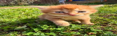 Ginger kitten