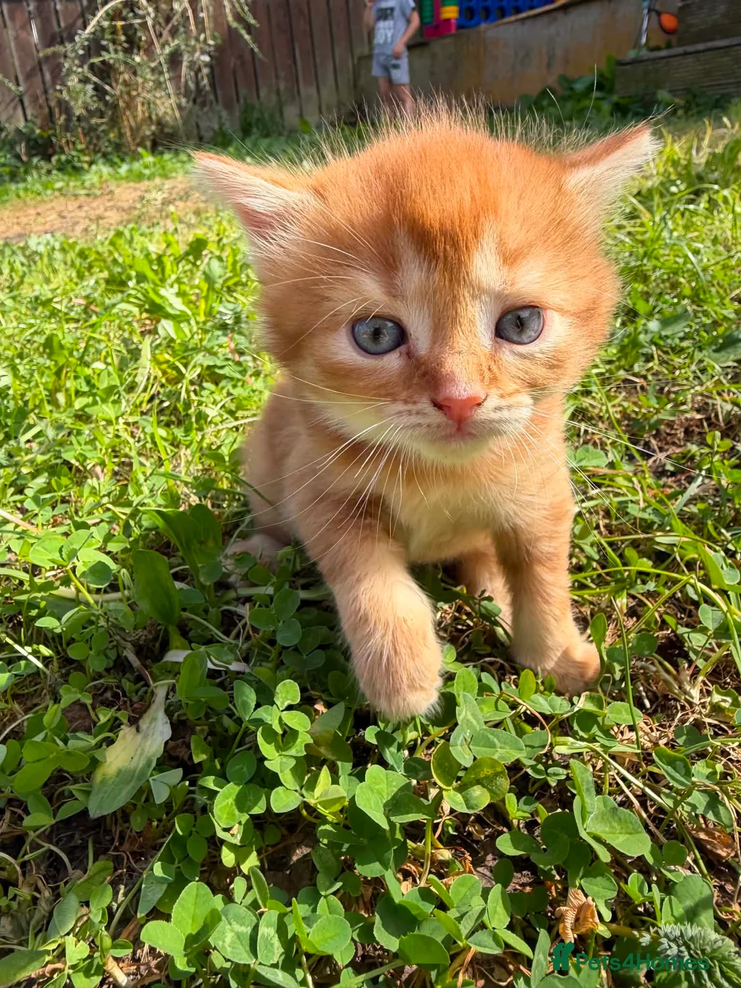 Mixed Breed cats for sale: Three baby girl kittens unexpected  in Durham - Advert 2