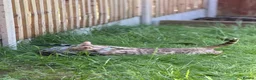 Bengal cats for sale: 🐆✨[REDUCED REDUCED!!!] LAST TWO – PURE BENGAL’S❤️ - Advert 7