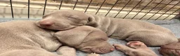 Weimaraner dogs for sale: Wonderful KC Reg Weimaraner Puppies x 6  - Advert 18