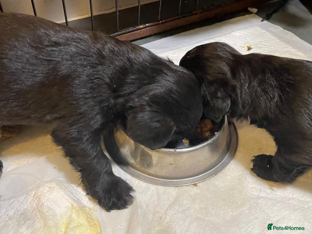 Mixed Breed dogs for sale: Stunning Sproodle x Shih Tzu pups ready 26/1 - Advert 18