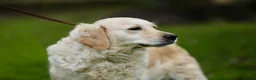 Mini Goldendoodle dogs for sale: READY TO LEAVE - 5* BREEDER & POLICE DOG TRAINER  in Lincoln - Advert 18