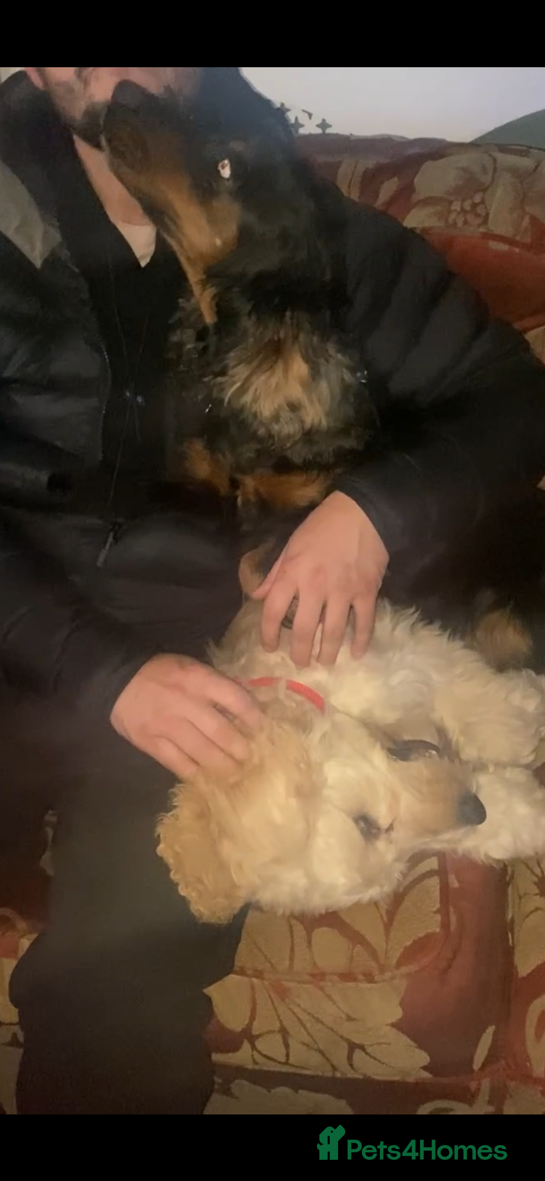 Cockapoo dogs for sale: Beautiful cockadoodle female puppy  - Image 18