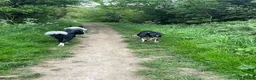Border Collie dogs for sale: border coller puppy  - Advert 6