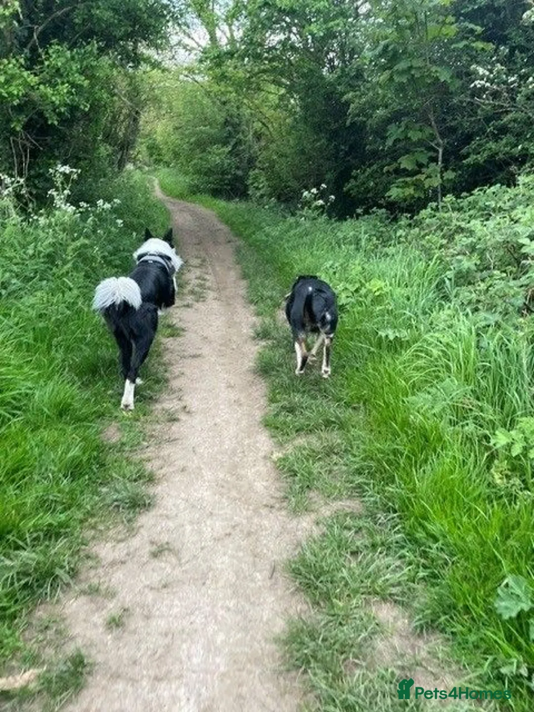 Border Collie dogs for sale: border coller puppy  - Advert 6