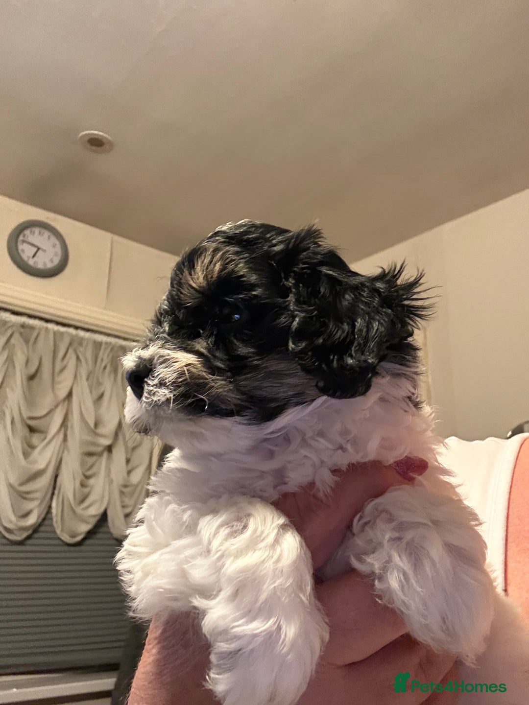 Maltipoo dogs for sale: TINY MALTIPOOS - Image 11