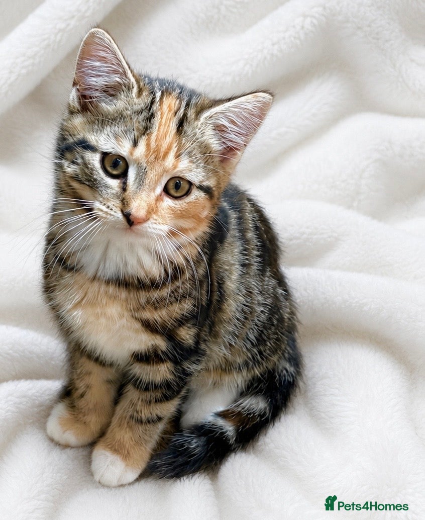 Mixed Breed cats BEAUTIFUL PART SIBERIAN TIGER STRIPED BABIES  - Advert 2