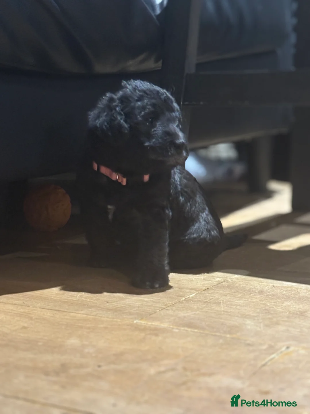 Bedlington Terrier dogs for sale: Bedlington terrier puppies  - Advert 11