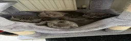 British Shorthair cats for sale: British shorthair kittens - Advert 2