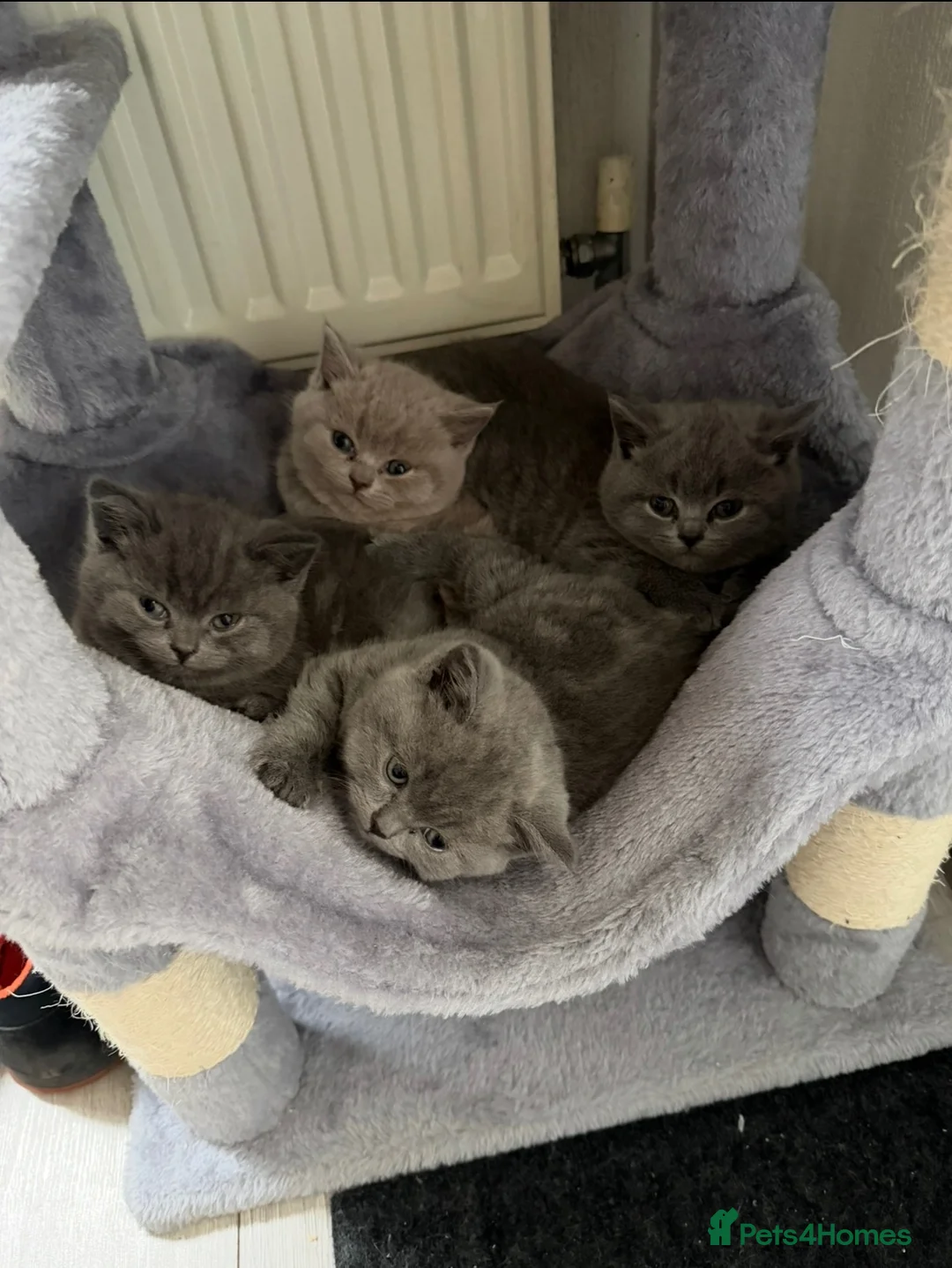 British Shorthair cats for sale: British shorthair kittens - Advert 2