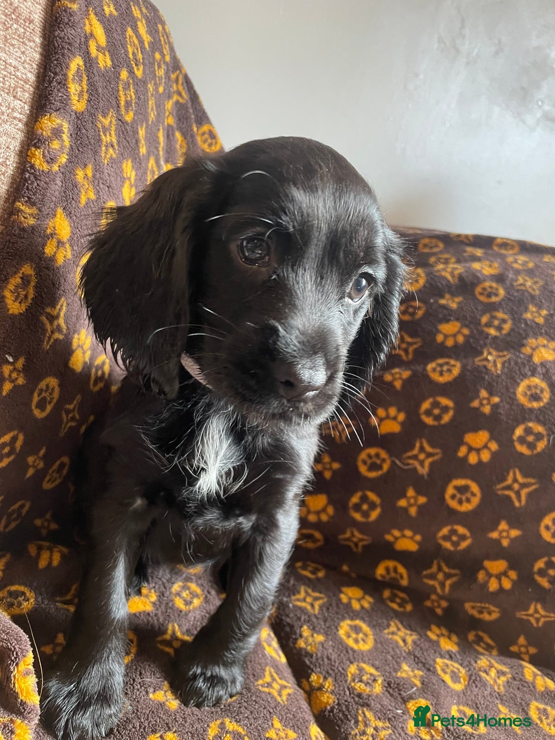 Cocker Spaniel dogs for sale: COCKER SPANIEL GIRLS READY FOR NEW HOMES  - Image 21