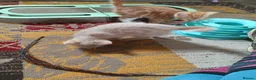 Bengal cats for sale: Bengal x British Short Hair Kittens  in Cupar - Advert 19
