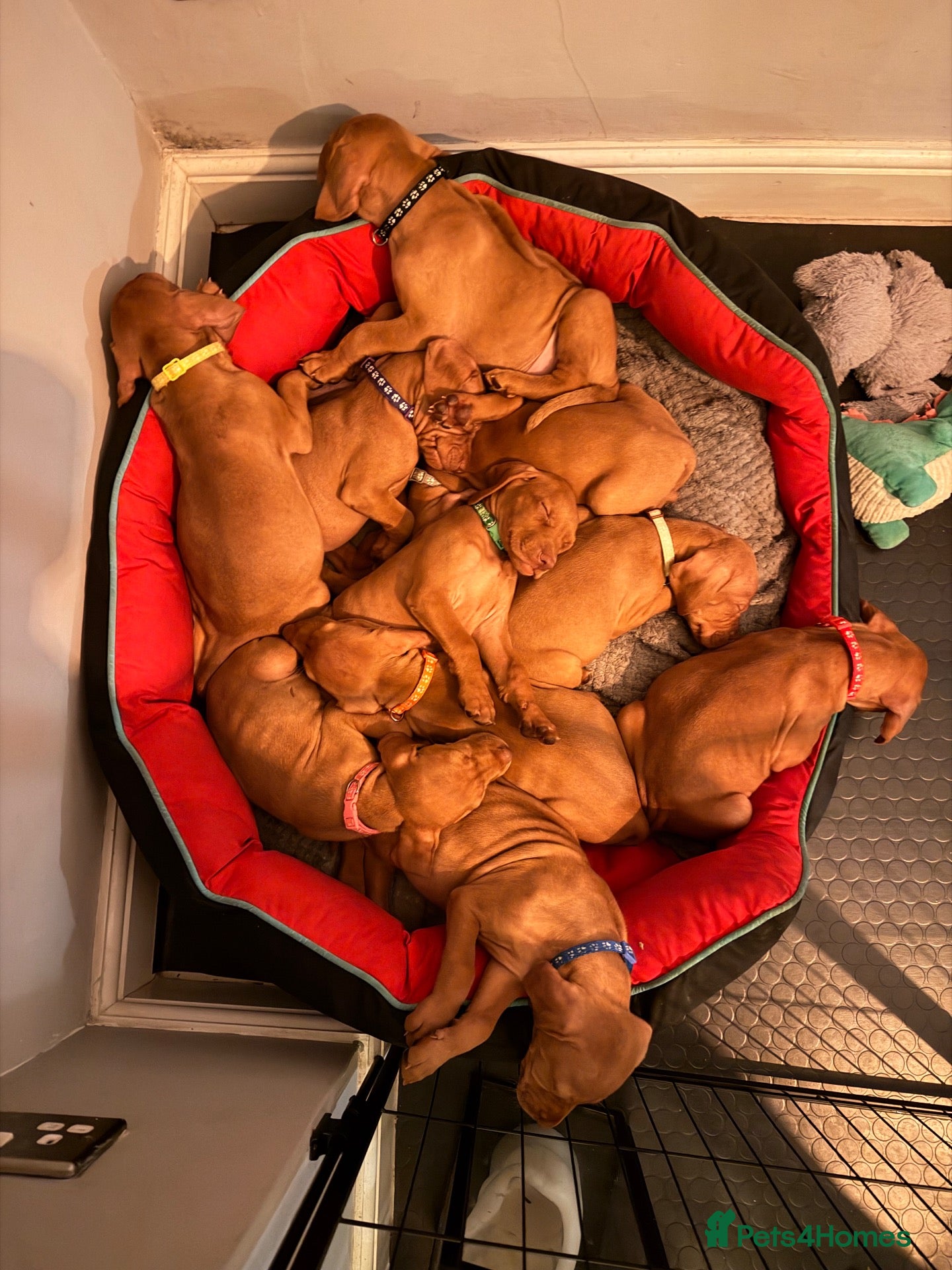 Hungarian Vizsla dogs 9 Vizsla Puppies for Sale - Advert 9