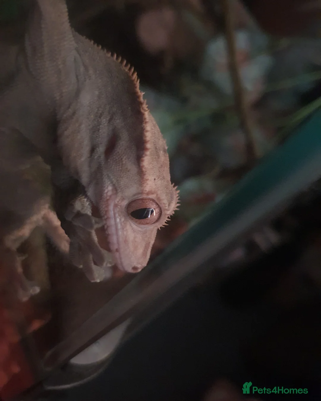 Gecko reptiles for sale: Crested gecko in Grantham - Advert 2