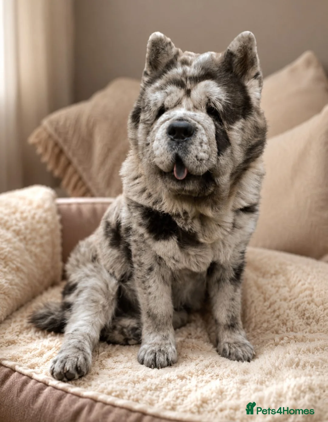Chow Chow dogs for sale: Smooth coat rare chow chow puppies - Advert 2
