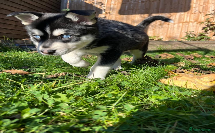 Mixed Breed dogs - Advert 1